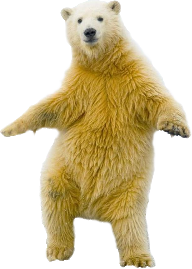 Polar Bear PNG - 25846