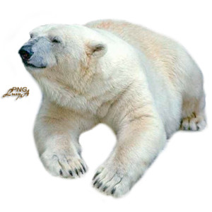 Polar Bear PNG - 25847
