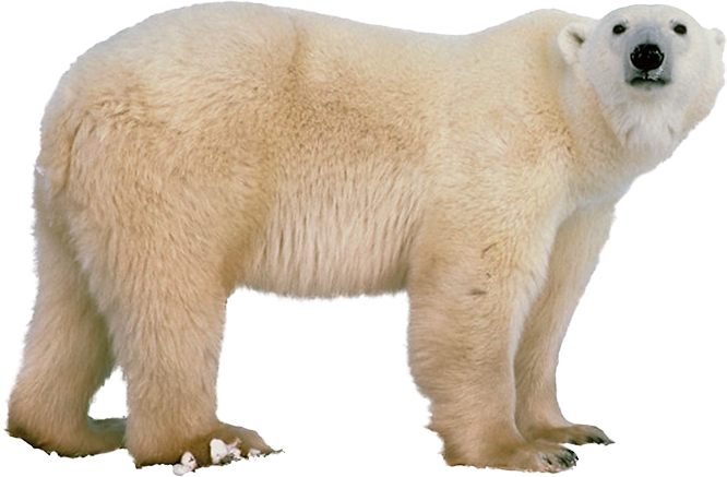 Polar Bear PNG - 25840