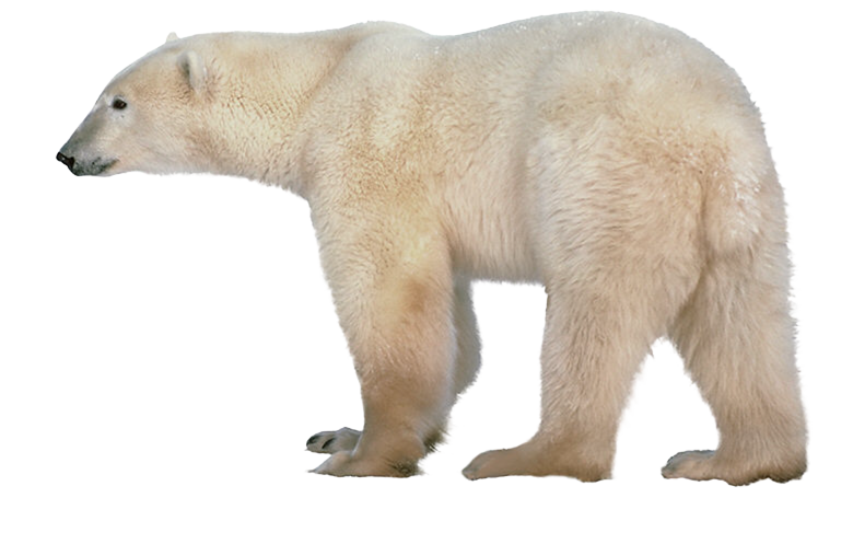 Polar Bear PNG - 25835
