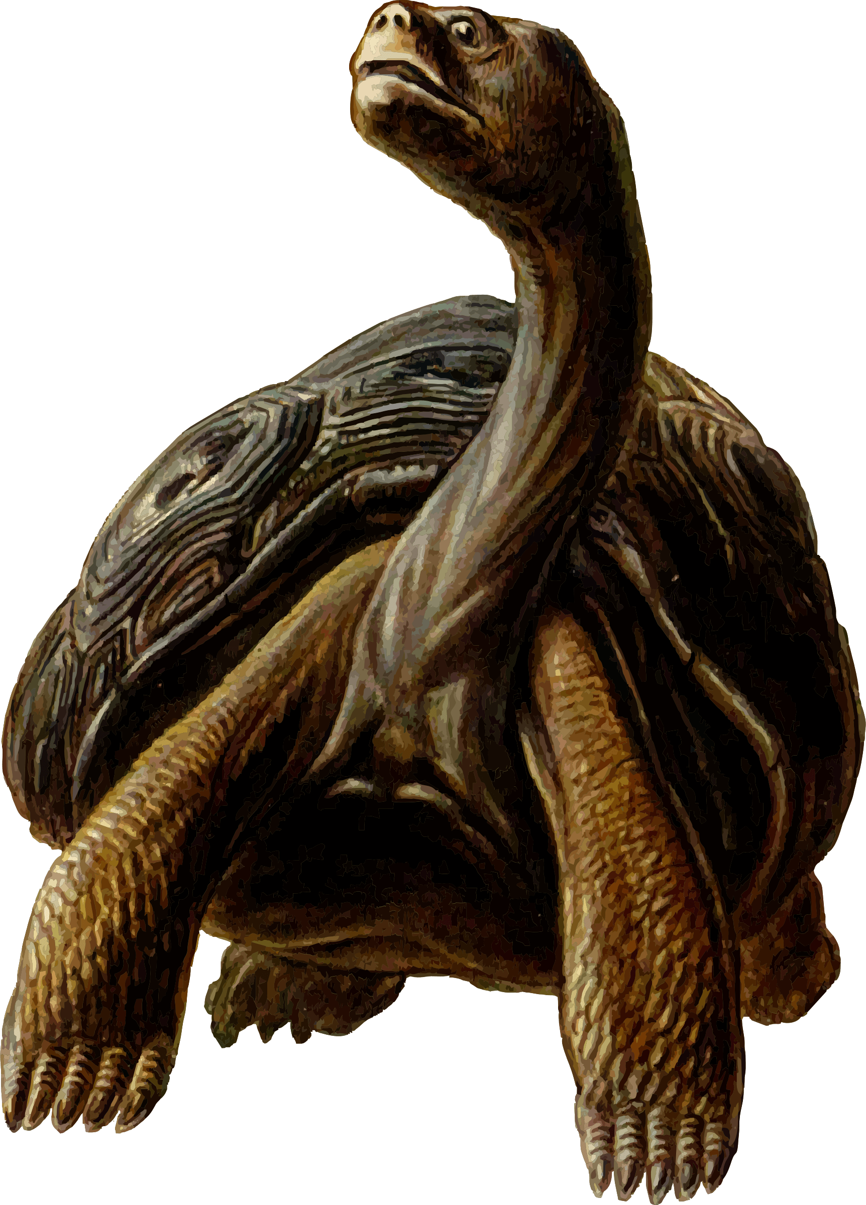 Prehistoric Tortoise Clipart