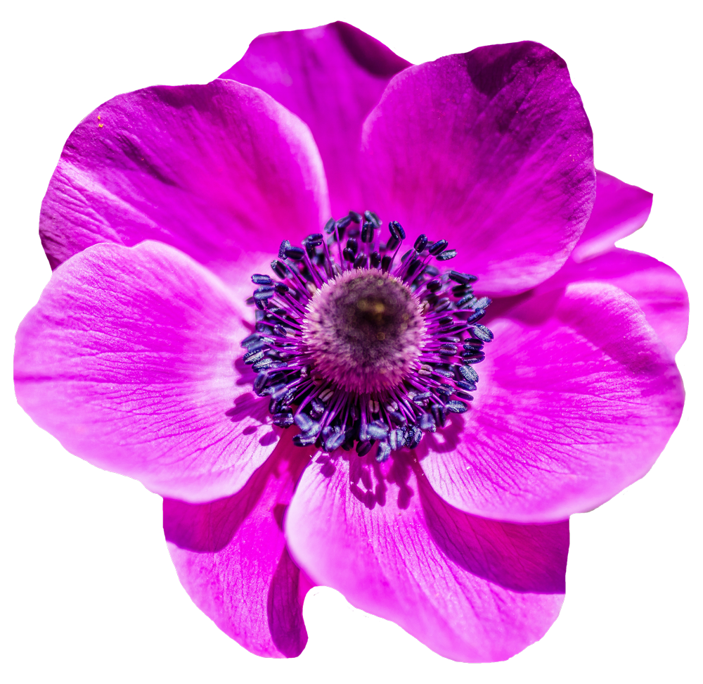 Purple And Pink Flowers PNG - 169863