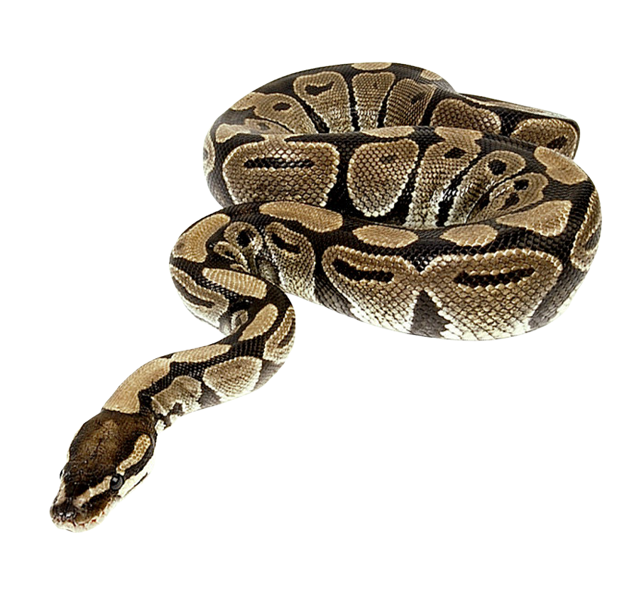 Python Snake PNG - 62152
