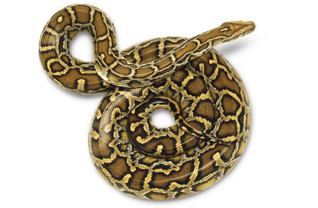 Python Snake PNG - 62151