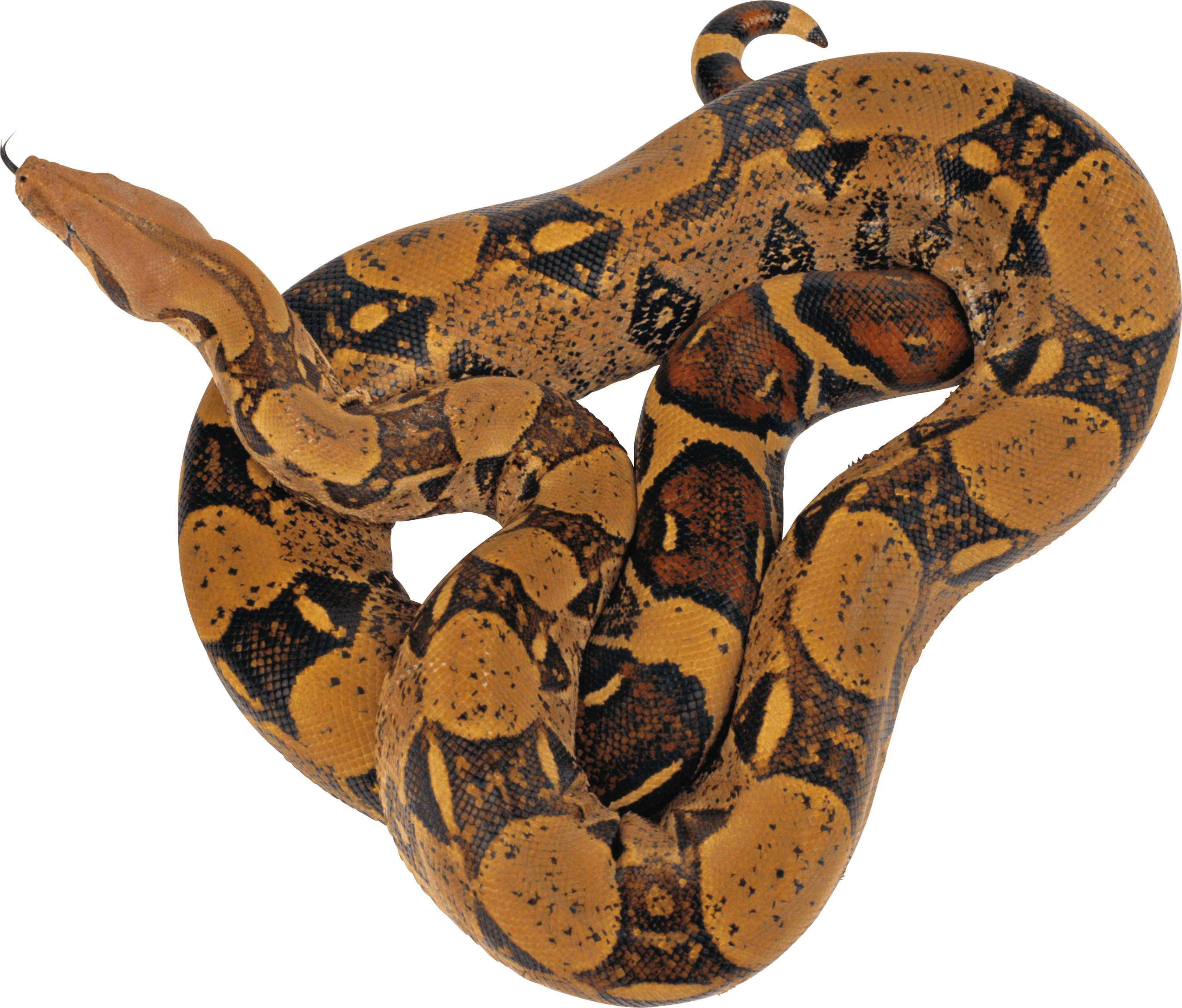 Python Snake PNG - 62158