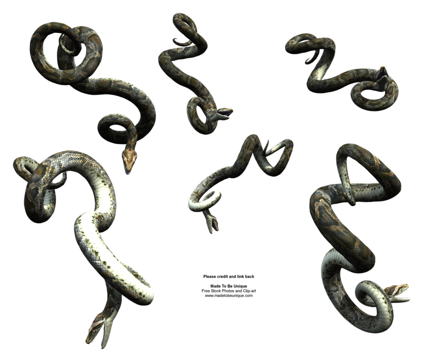 Python Snake PNG - 62162