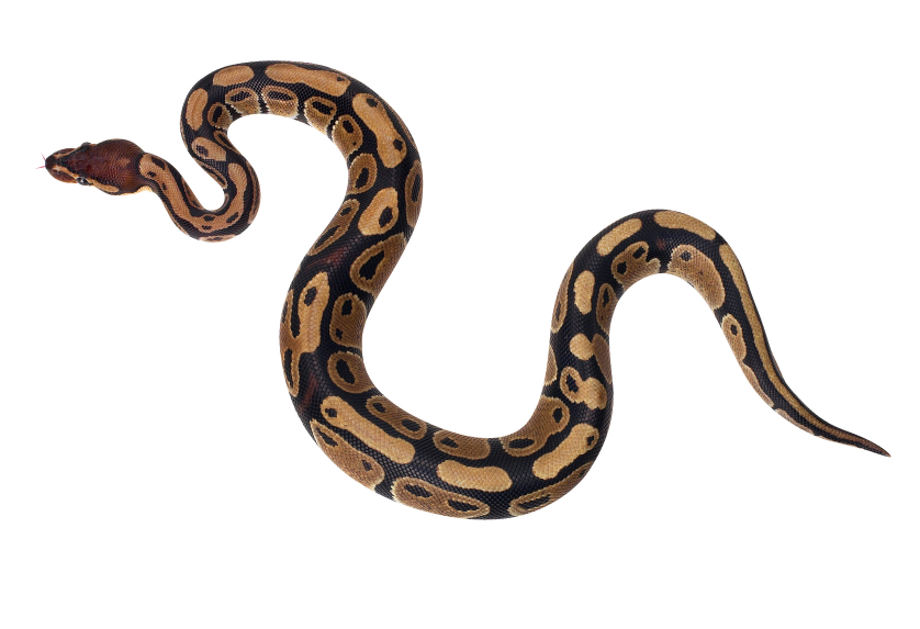 Python Snake PNG - 62159