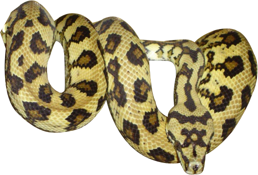 Python Snake PNG - 62165
