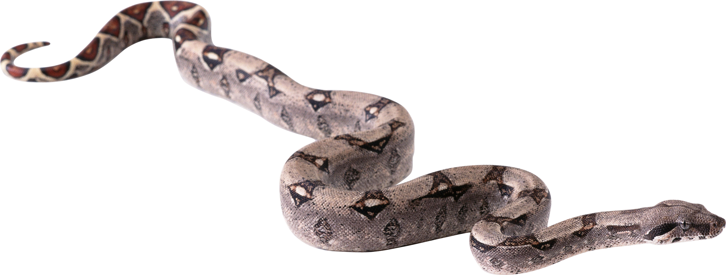 Python Snake PNG - 62154