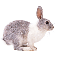 Rabbit HD PNG - 143989