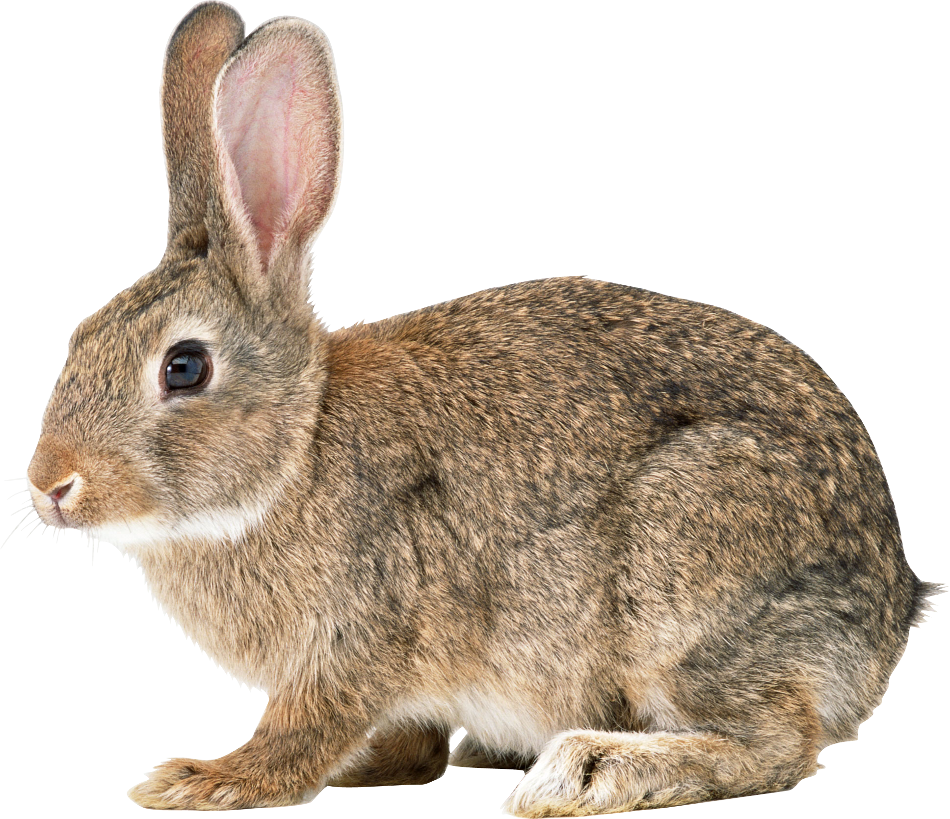 Rabbit PNG - 2856