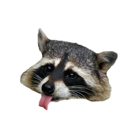 Raccoon Png Clipart PNG Image