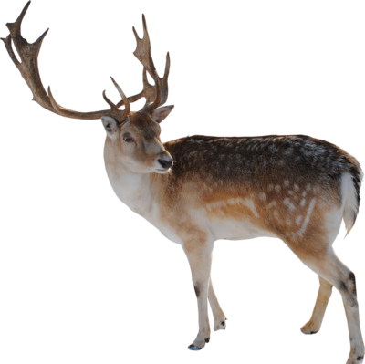 Deer Png File PNG Image