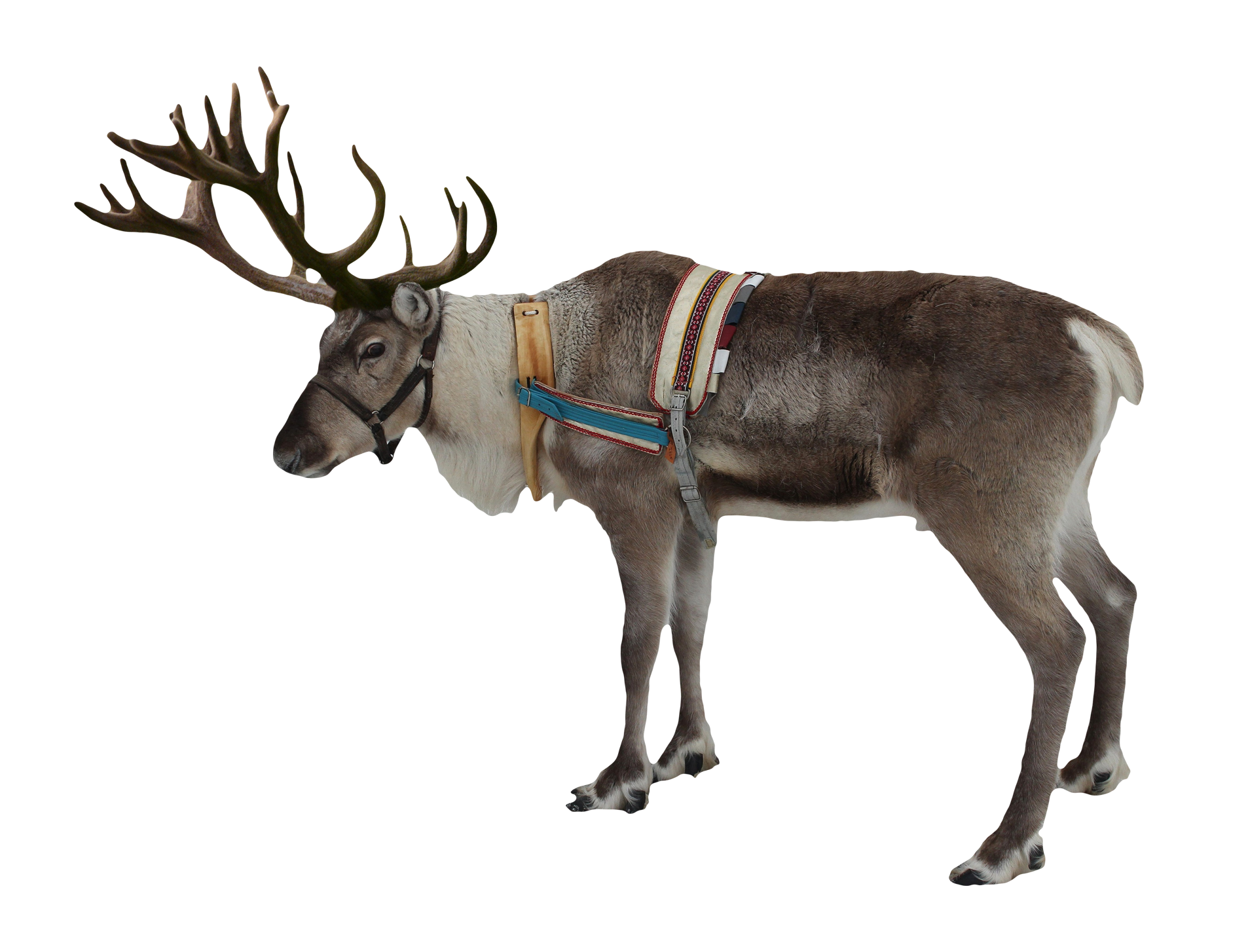 Reindeer Png File PNG Image