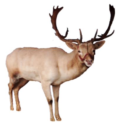 Single Deer - Reindeer PNG