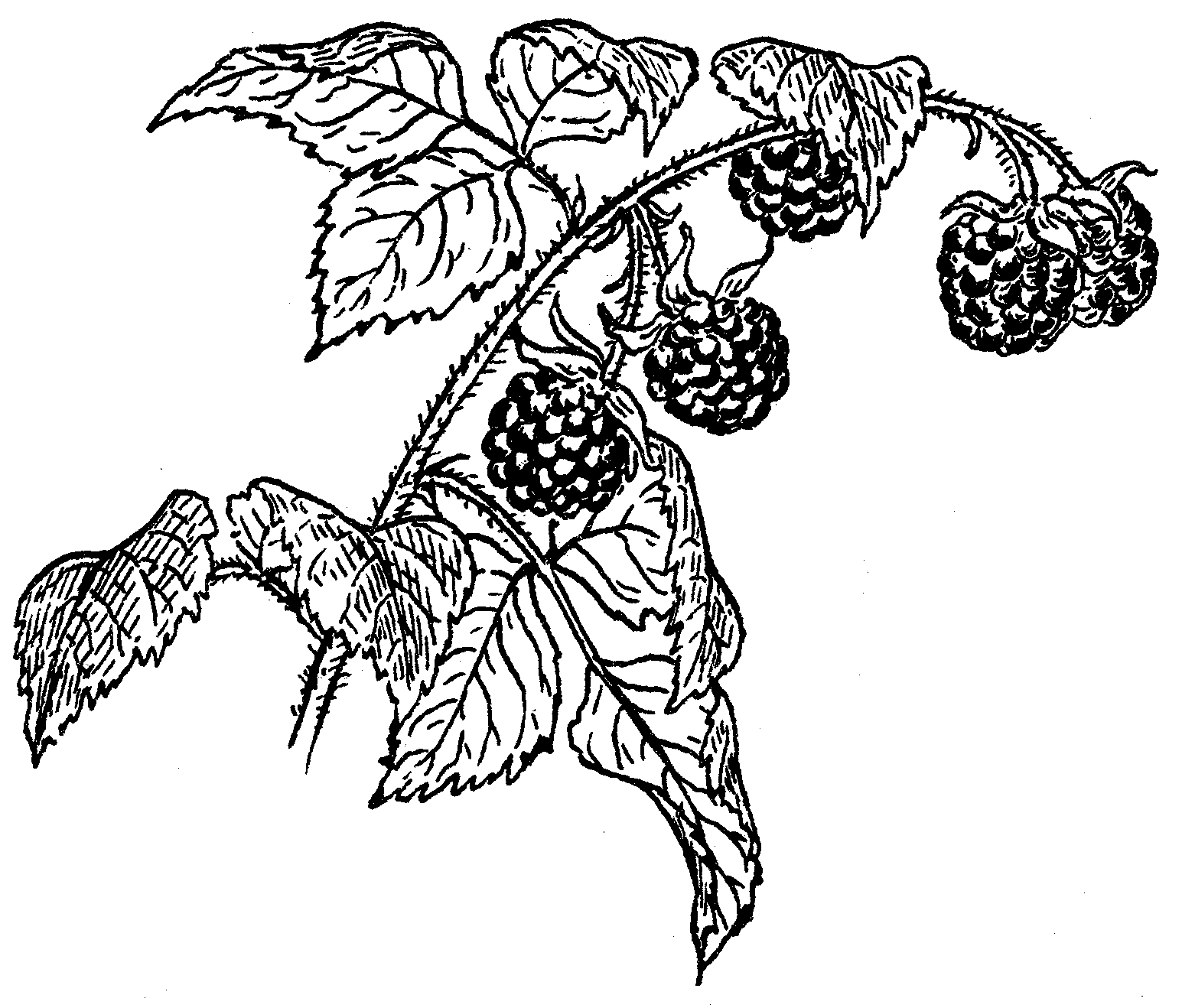 Raspberry PNG Black And White - 64867