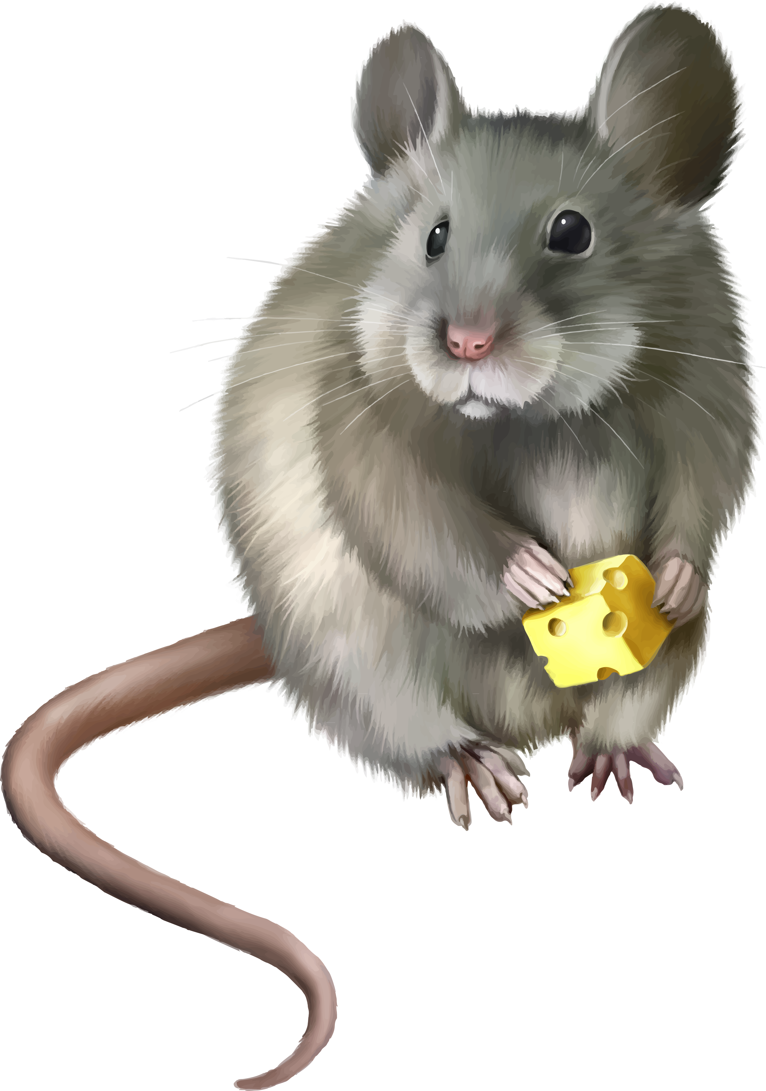 Rat Mouse PNG - 14828