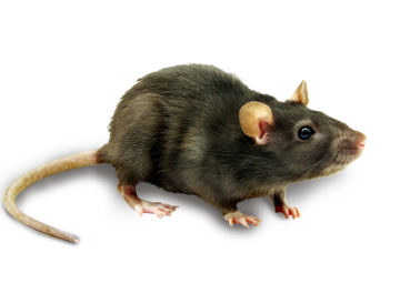 Rat Mouse PNG - 14811