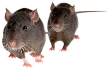Rat Mouse PNG - 14807