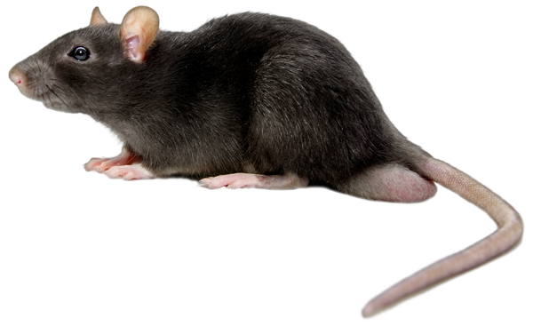 Rat Mouse PNG - 14819