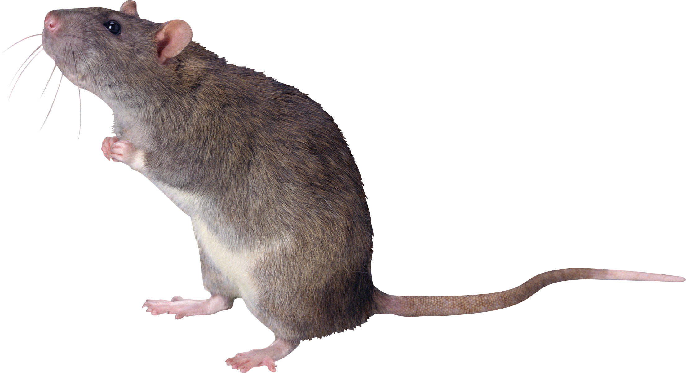 Rat PNG HD - 123203