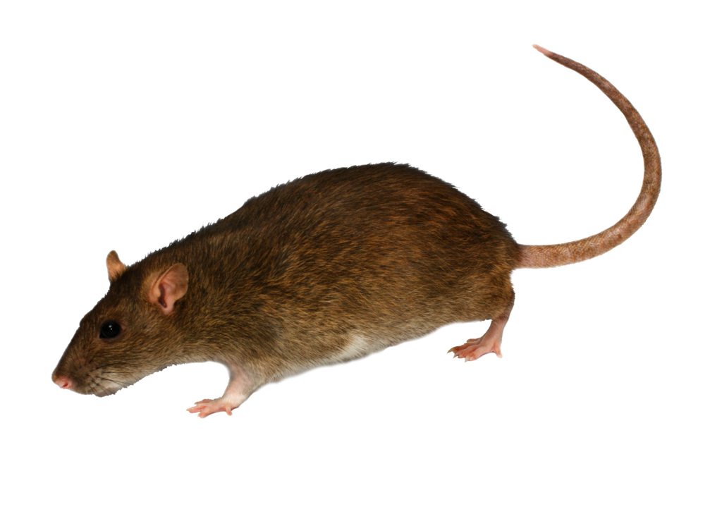 Rat PNG HD - 123196