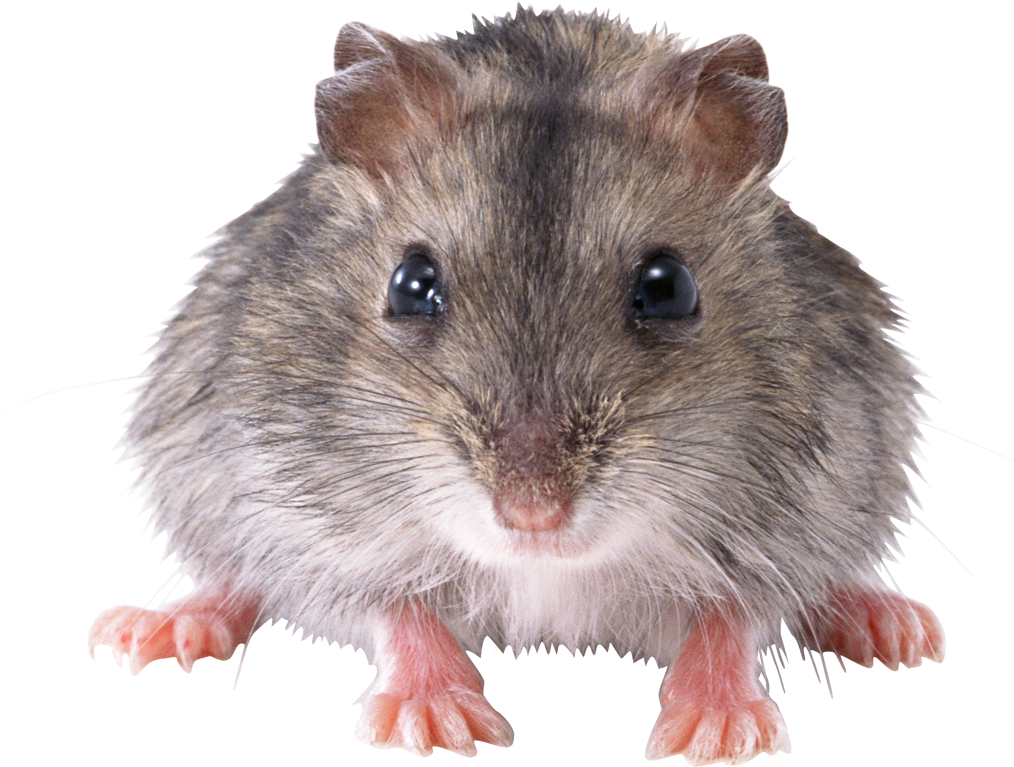 Rat PNG HD - 123194