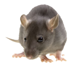 Rat PNG HD - 123202
