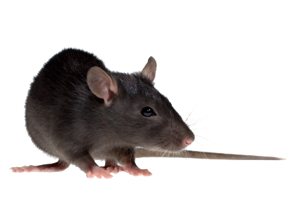 Rat PNG HD - 123198