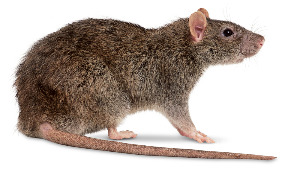 Rat PNG HD - 123192