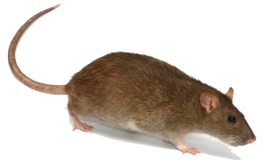 Rat PNG HD - 123195