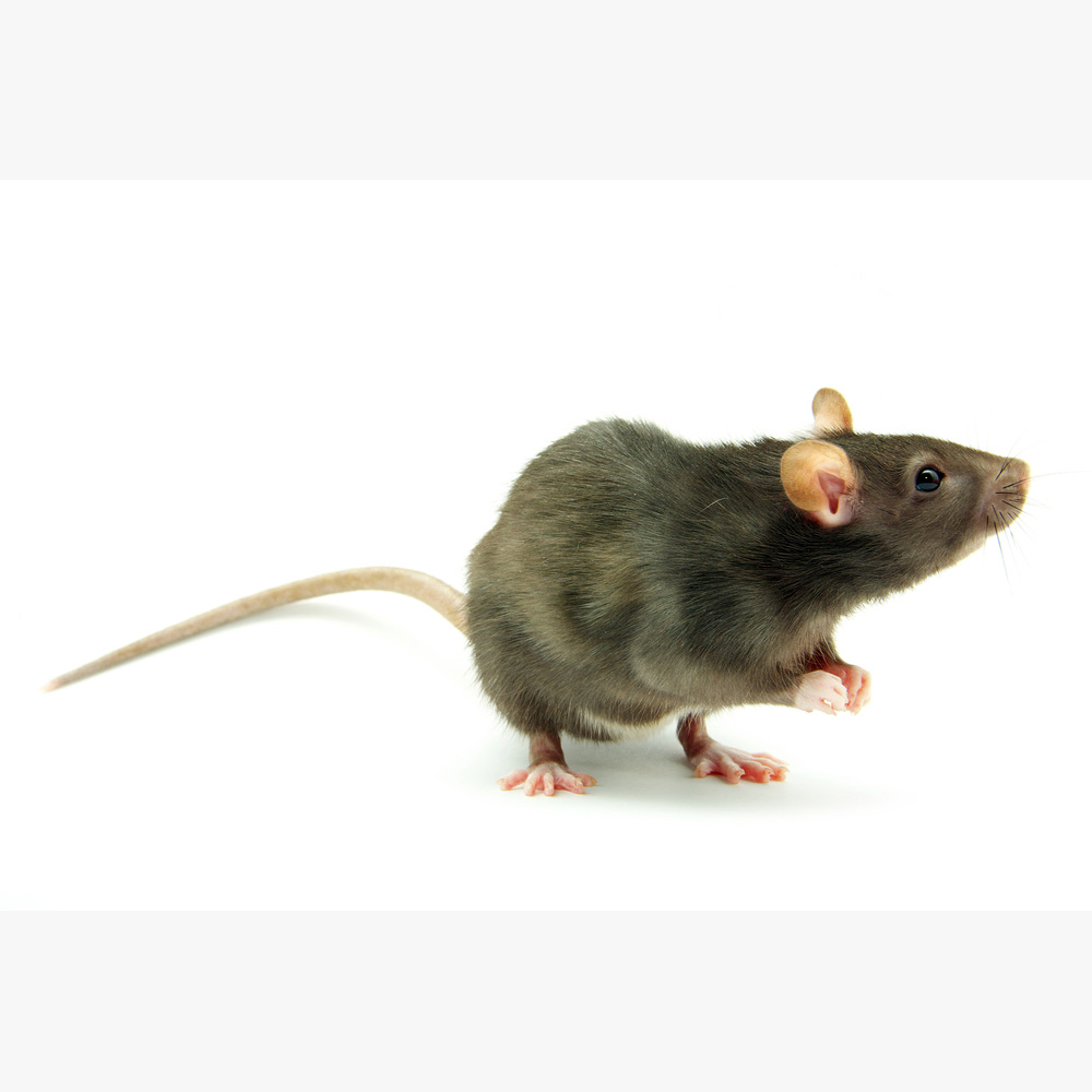 Rat PNG HD - 123206