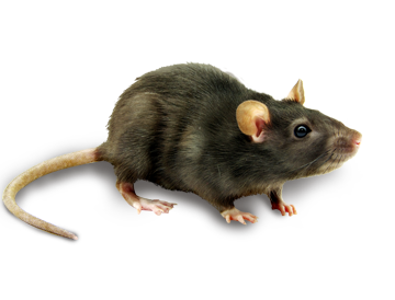 Rat PNG - 28116