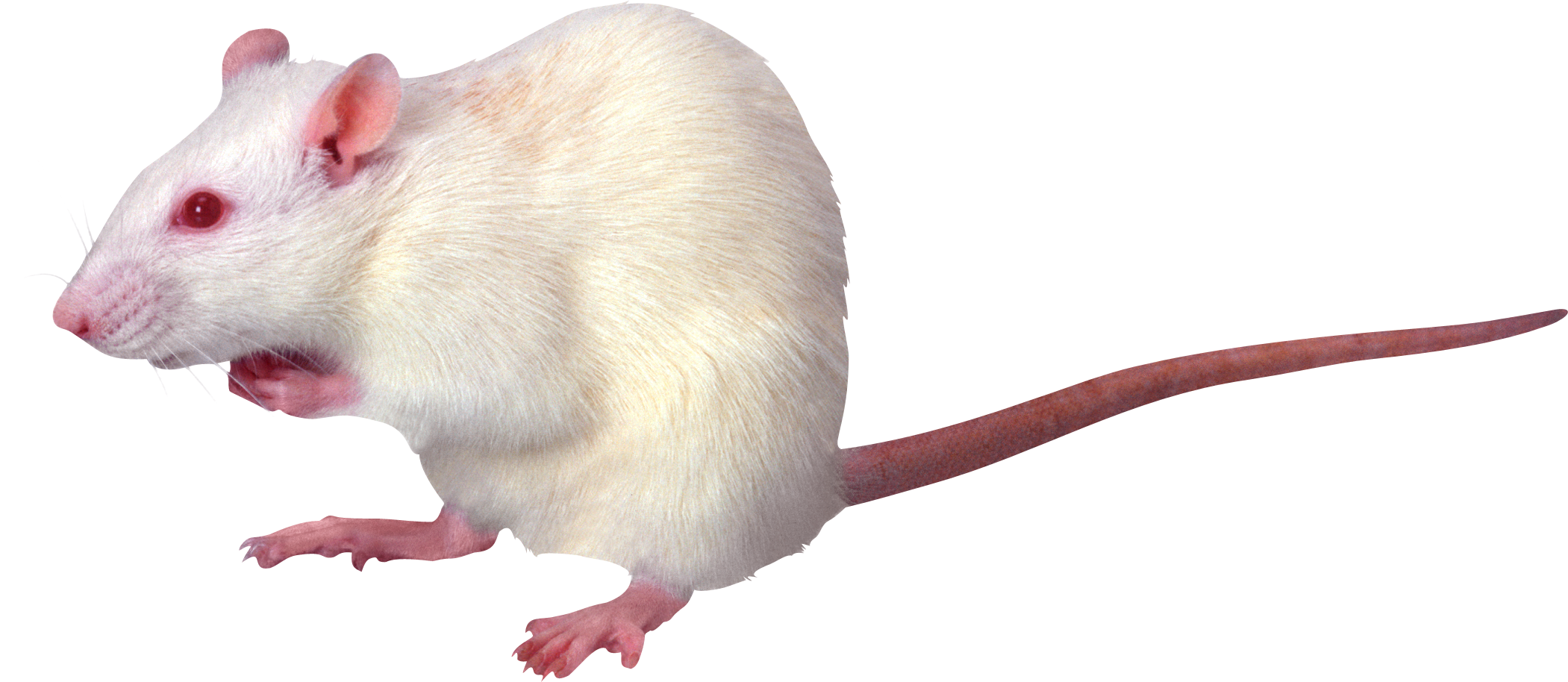 Rats PNG HD - 122282