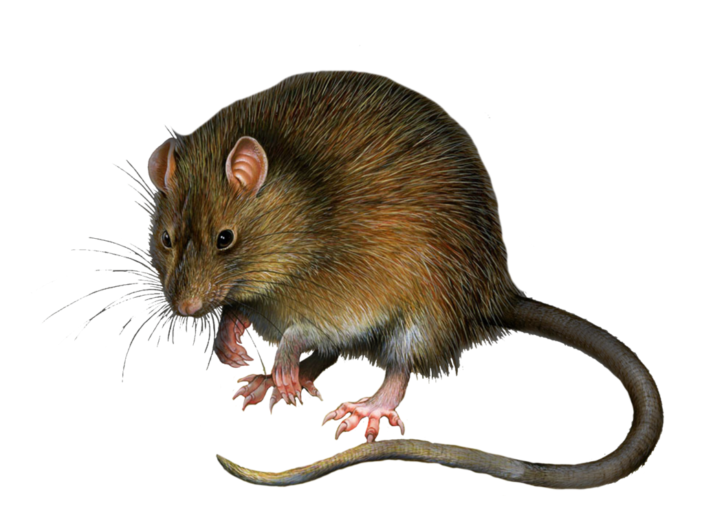 Rats PNG HD - 122269