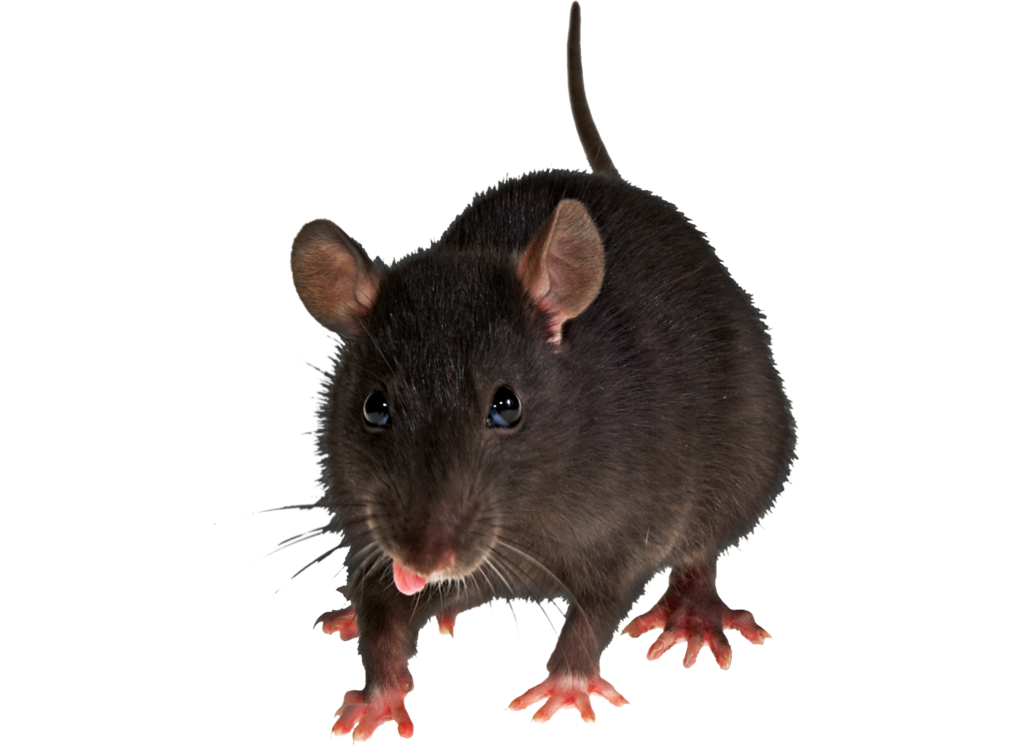 Rats PNG HD - 122274