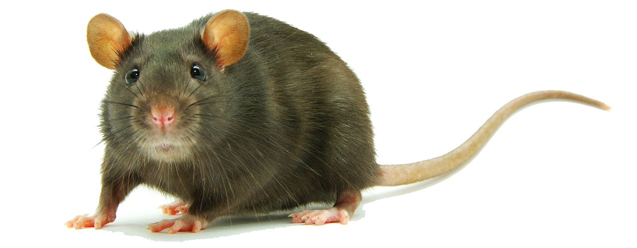 Rat PNG HD