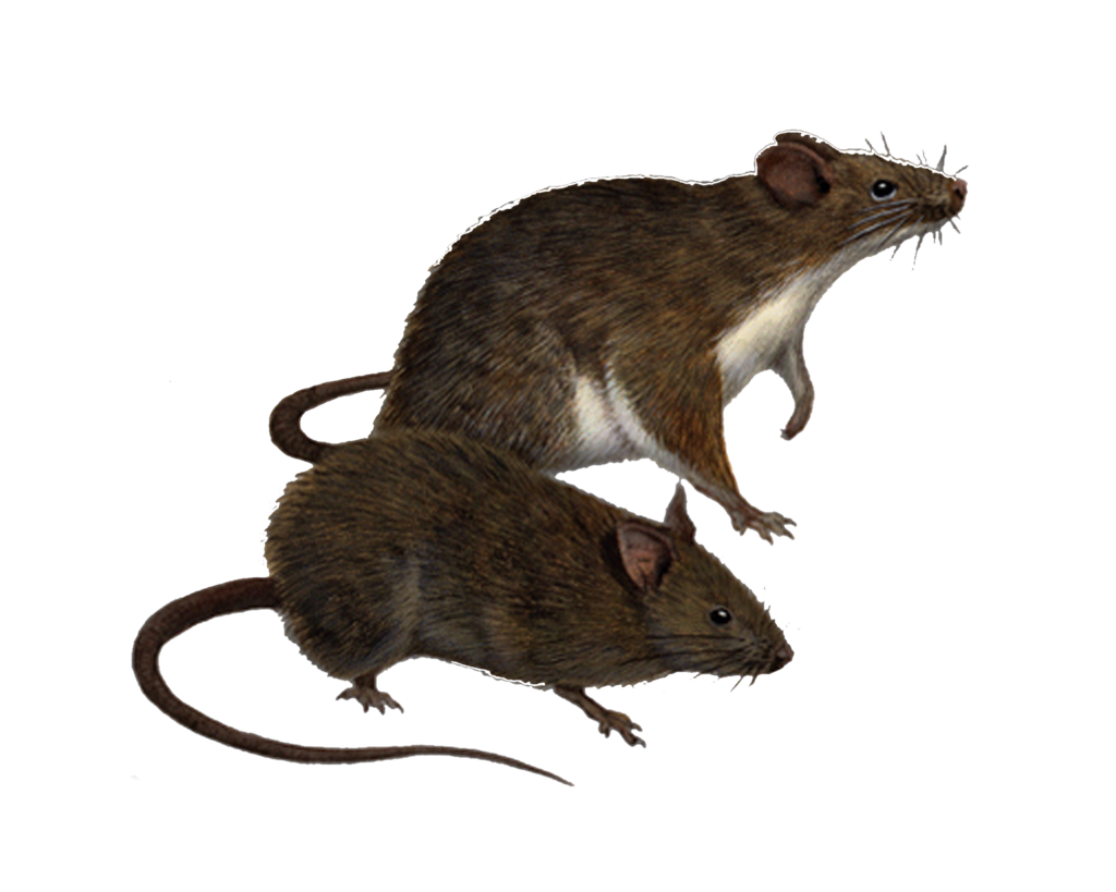 Rats PNG HD - 122279