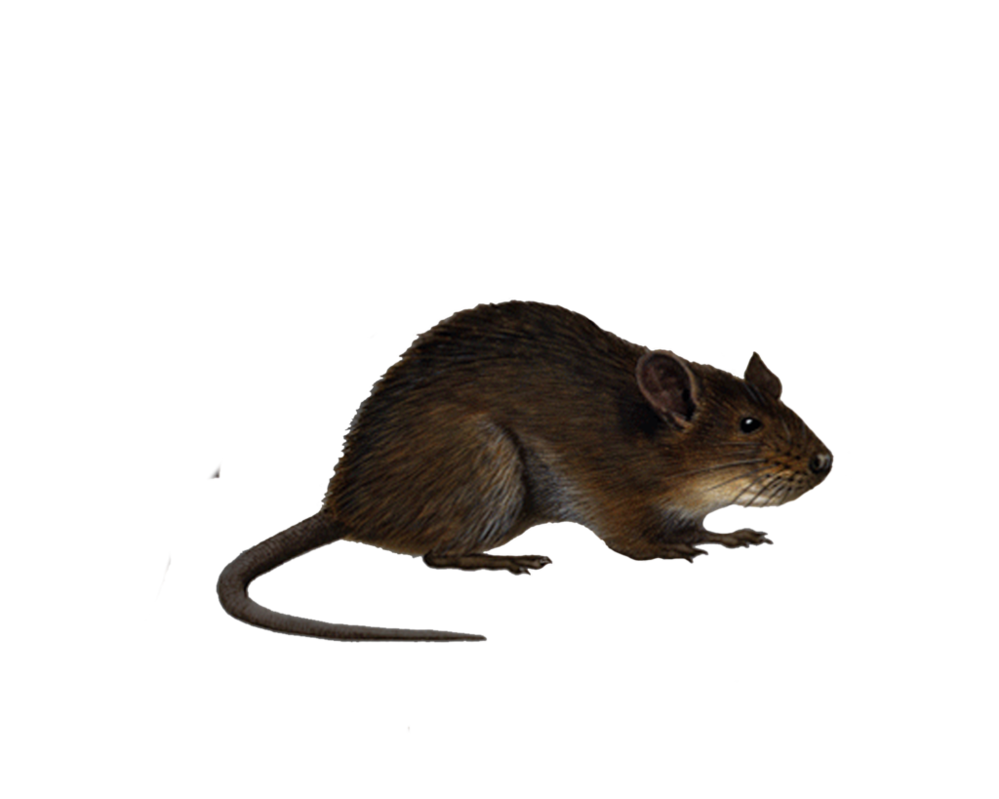 Rats PNG HD - 122281