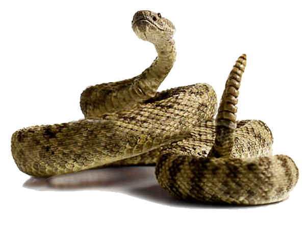 Rattlesnake PNG - 19707