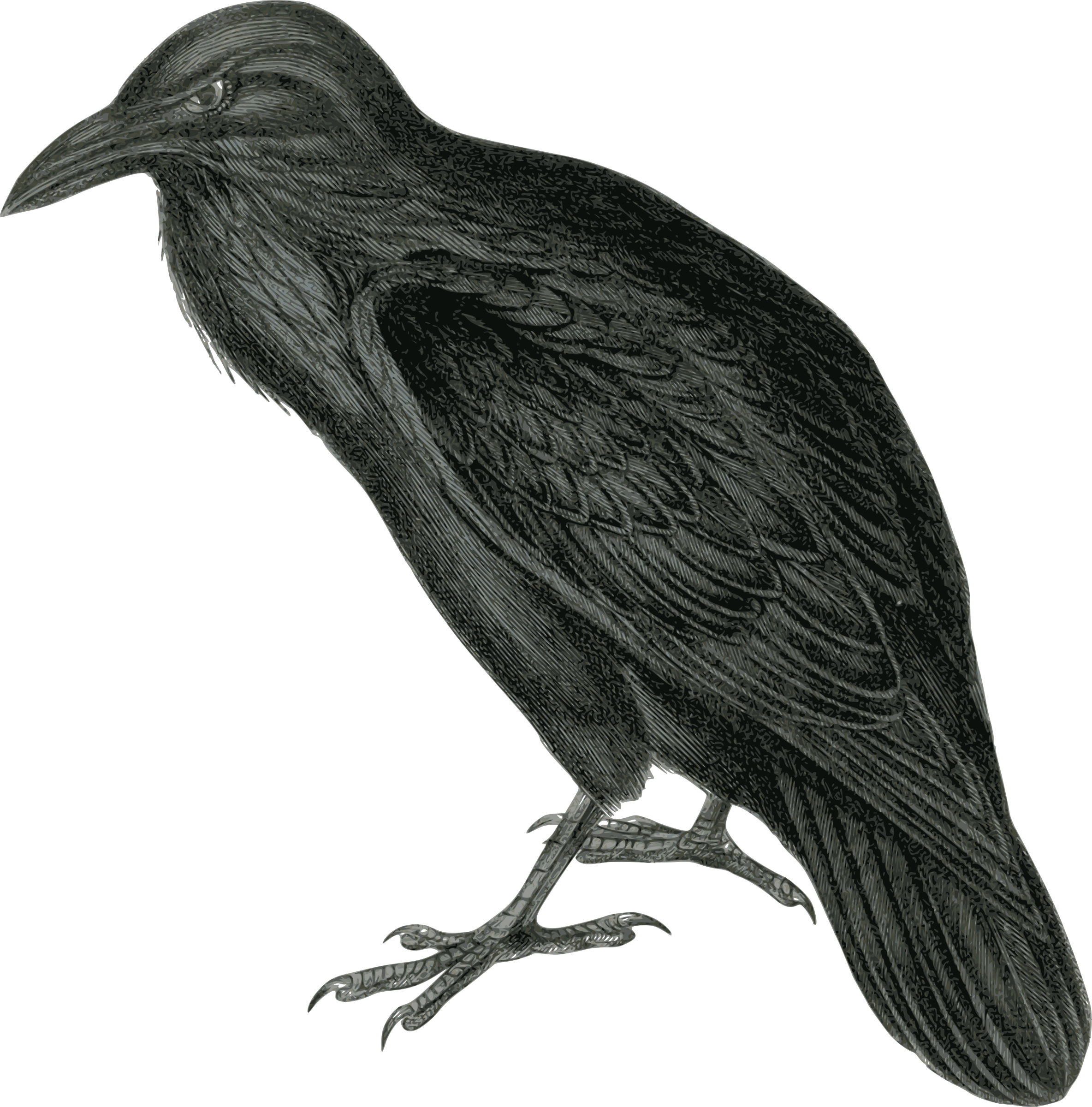 Raven Clipart Public Domain