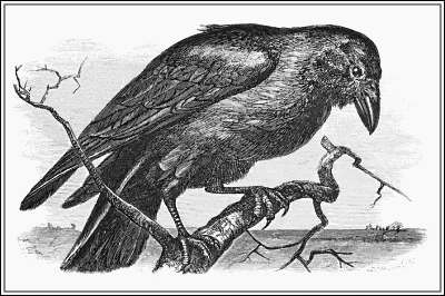Raven PNG Public Domain - 71838