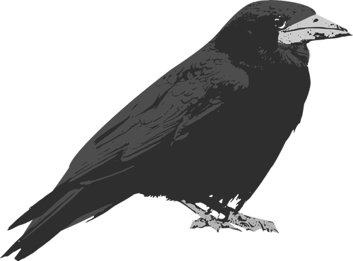 Raven PNG Public Domain - 71841