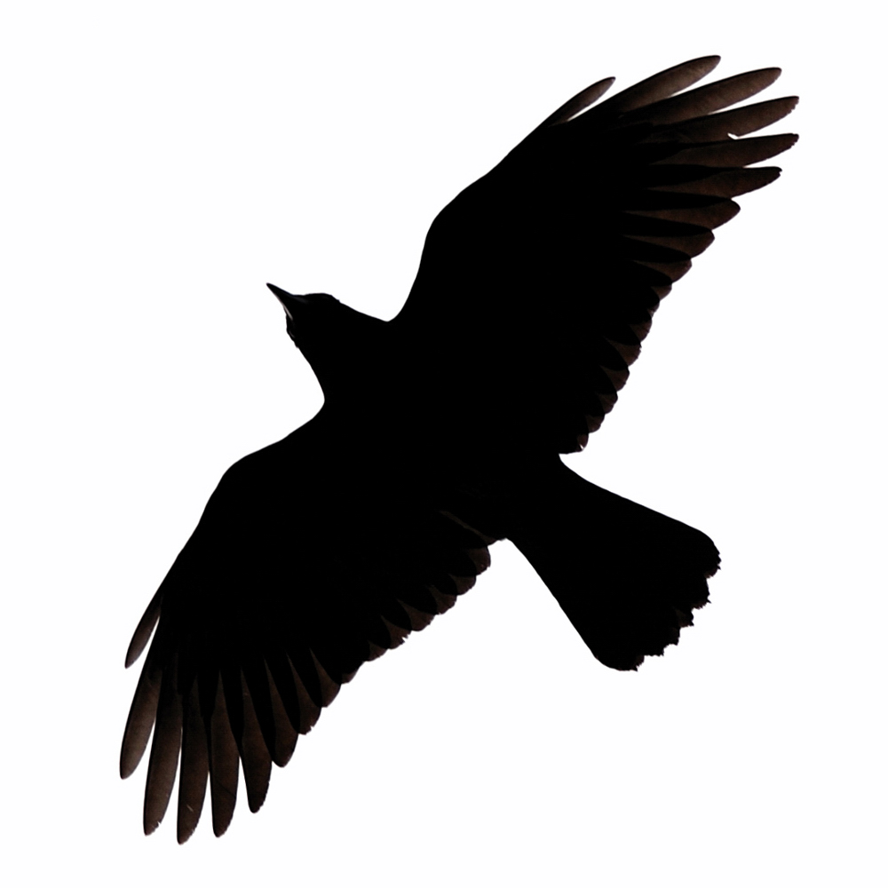 Raven PNG Public Domain - 71843