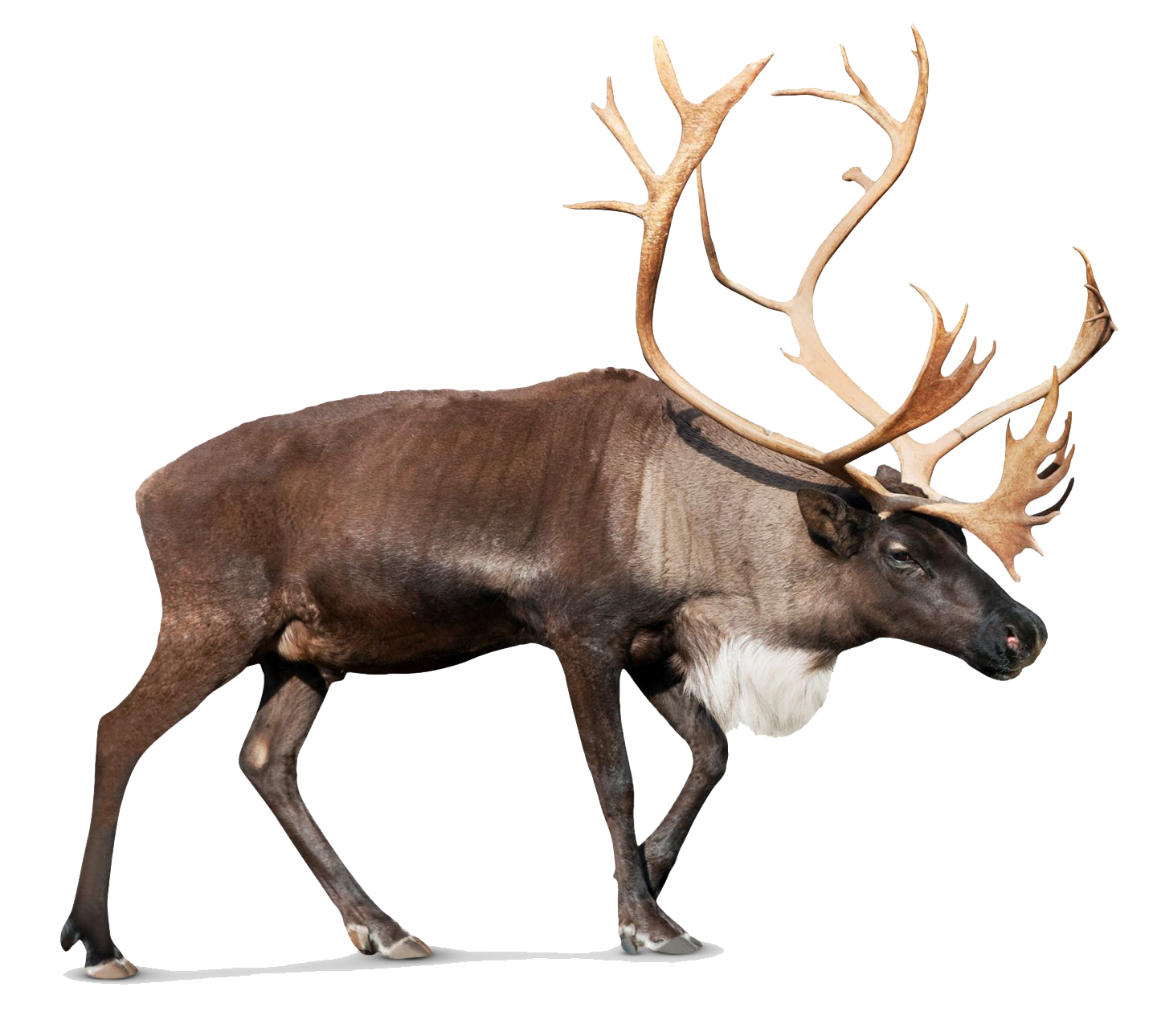 Similar Reindeer PNG Image