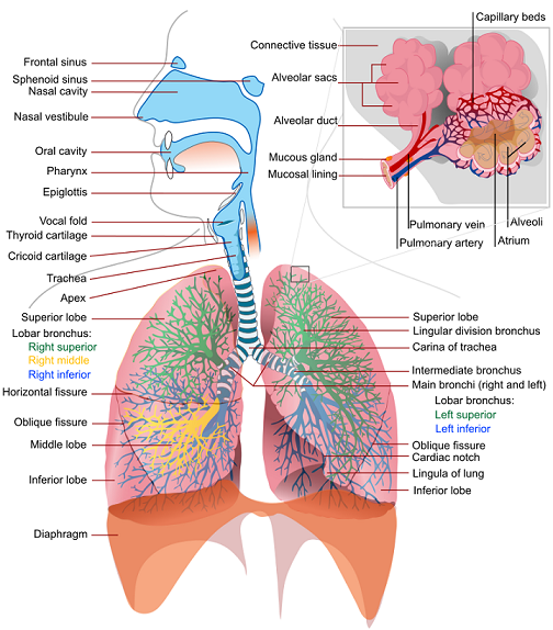 Human respiratory system-NIH.