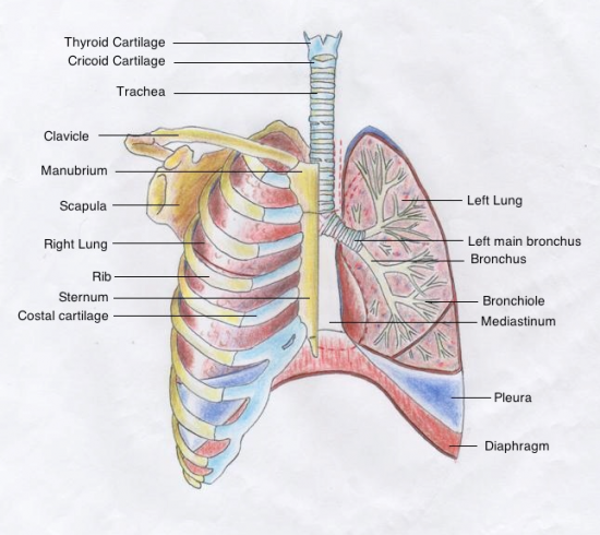 Respiratory System PNG HD - 120854