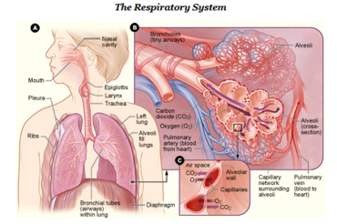 Respiratory System PNG HD - 120852