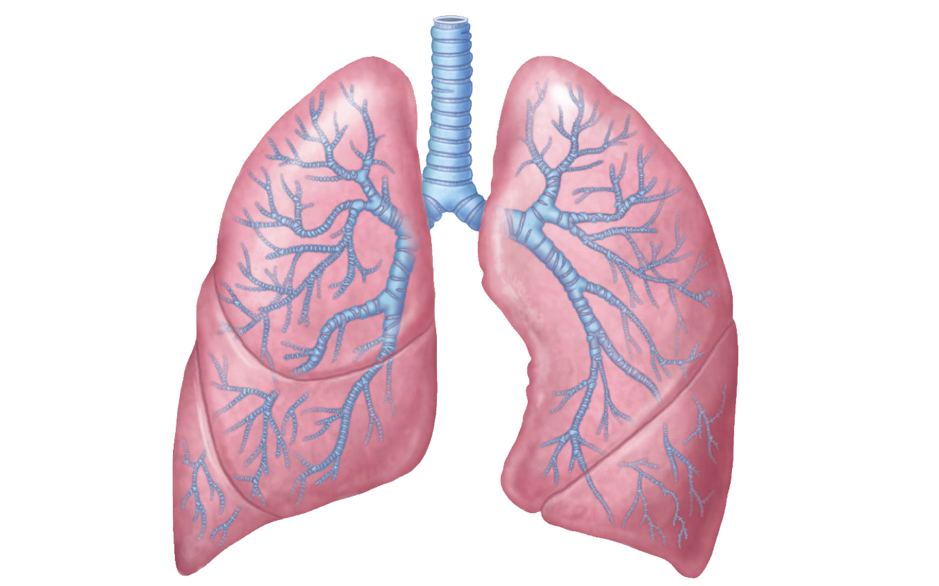 Collection of Respiratory System PNG HD. | PlusPNG