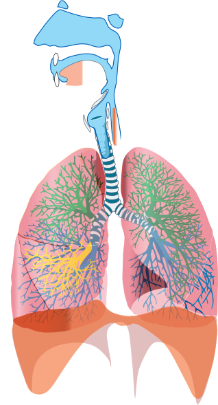 Respiratory System PNG HD-Plu